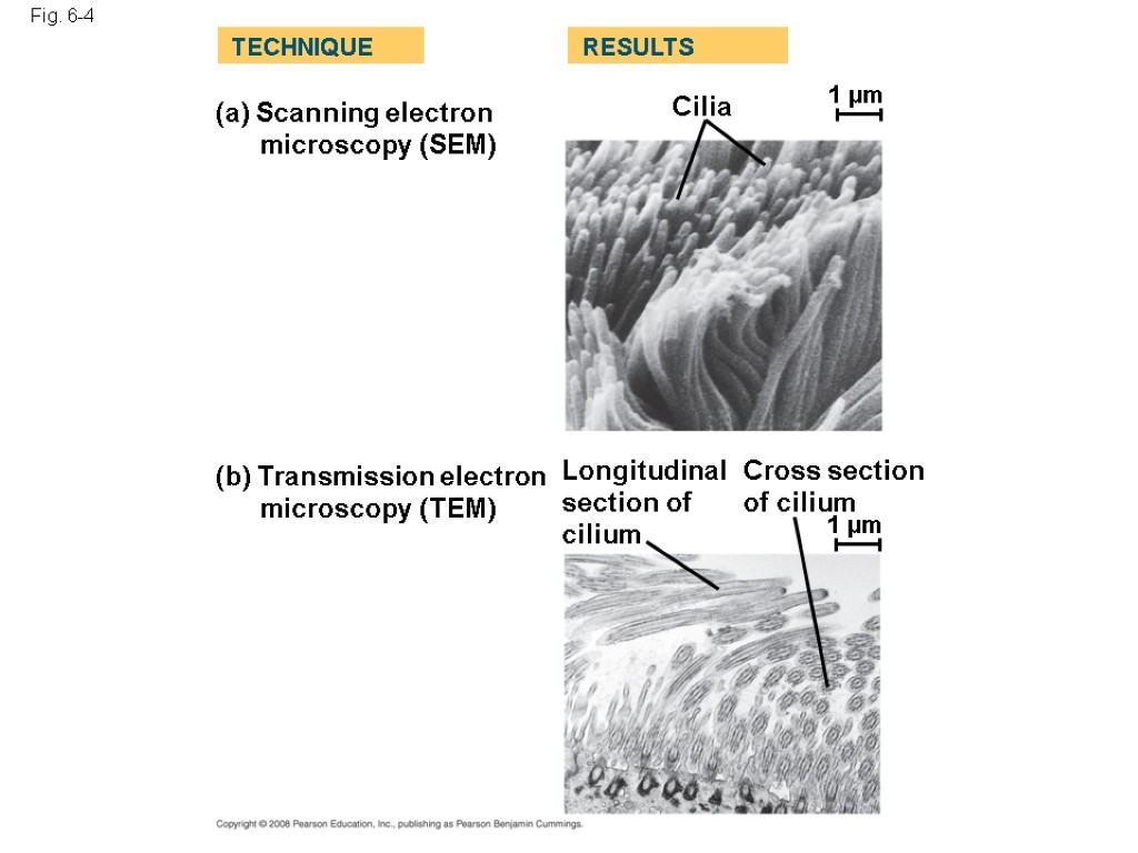 Fig. 6-4 (a) Scanning electron microscopy (SEM) TECHNIQUE RESULTS (b) Transmission electron microscopy (TEM)
